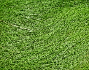ModernGrass