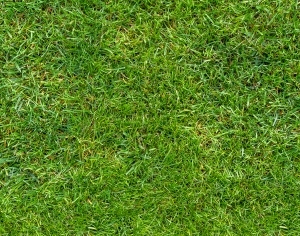 ModernGrass