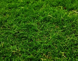 ModernGrass