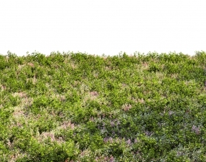 ModernGrass