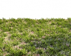 ModernGrass