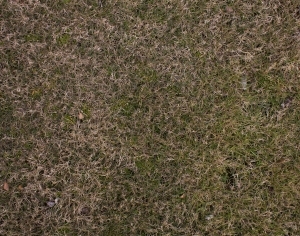 ModernGrass