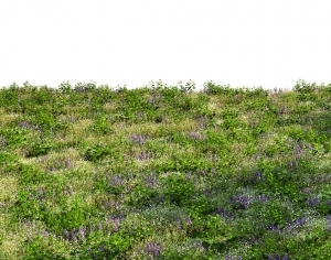 ModernGrass