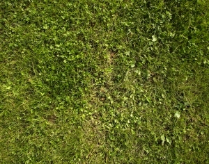 ModernGrass