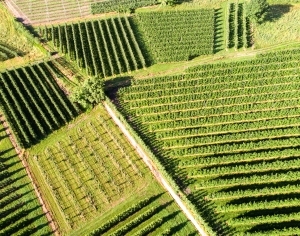 ModernGrass