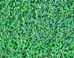 ModernGrass