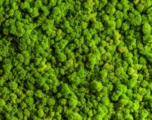 ModernGrass