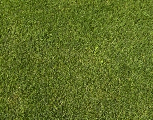 ModernGrass