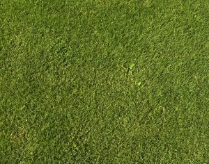 ModernGrass