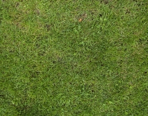 ModernGrass
