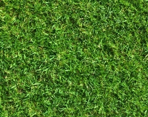 ModernGrass