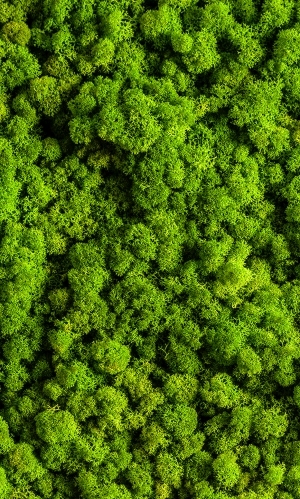 ModernGrass