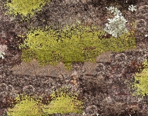 ModernGrass