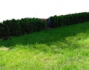 ModernGrass