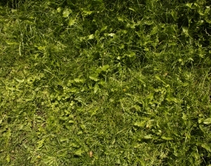 ModernGrass