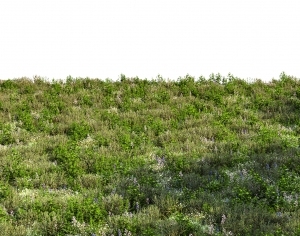 ModernGrass
