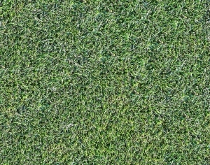 ModernGrass