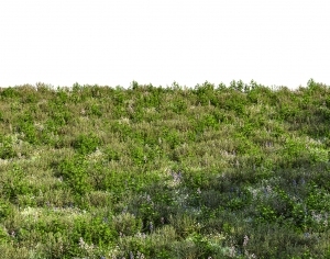 ModernGrass