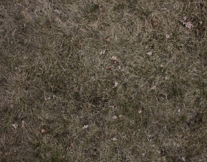 ModernGrass