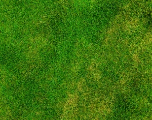 ModernGrass