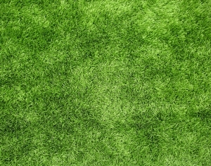 ModernGrass