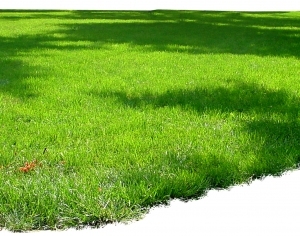 ModernGrass