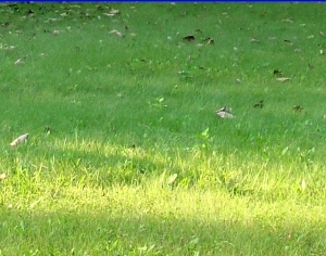 ModernGrass