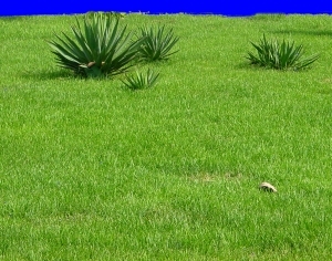 ModernGrass