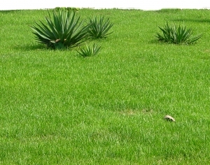 ModernGrass