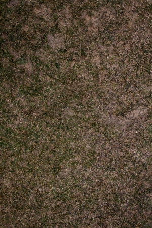 ModernGrass
