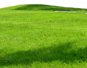 ModernGrass