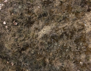 ModernGrass