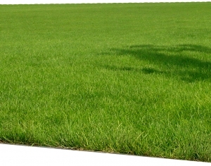 ModernGrass