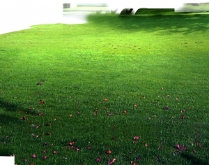 ModernGrass