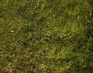ModernGrass