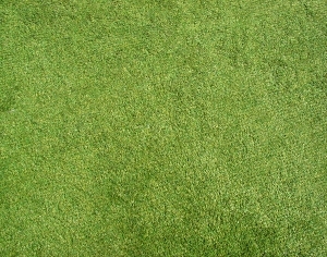 ModernGrass