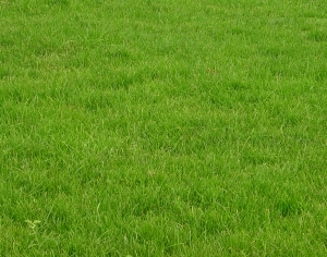 ModernGrass