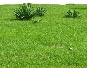 ModernGrass