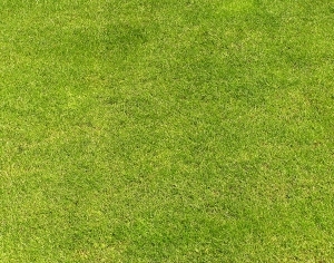 ModernGrass