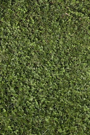 ModernGrass