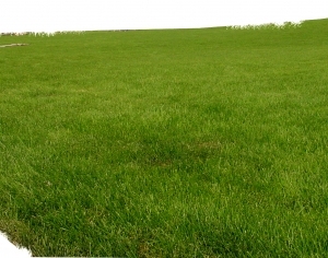 ModernGrass