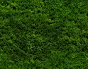 ModernGrass