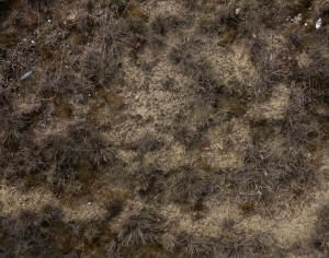 ModernGrass