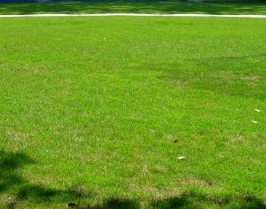 ModernGrass