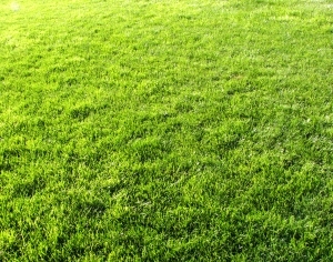 ModernGrass