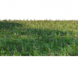 ModernGrass