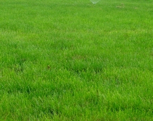 ModernGrass