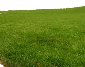 ModernGrass