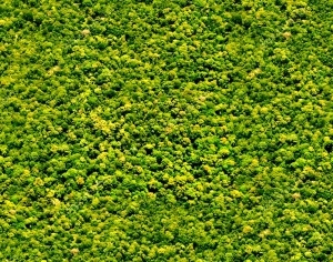 ModernGrass