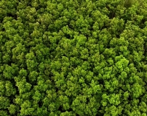 ModernGrass